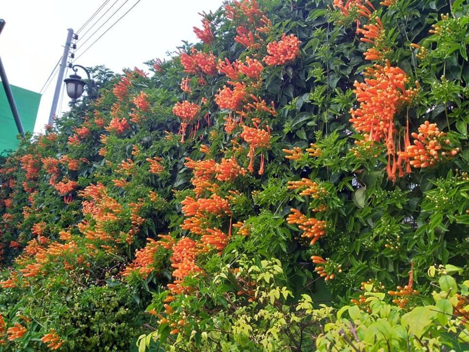 Baan Bua Homestay Chiang Rai Ngoại thất bức ảnh